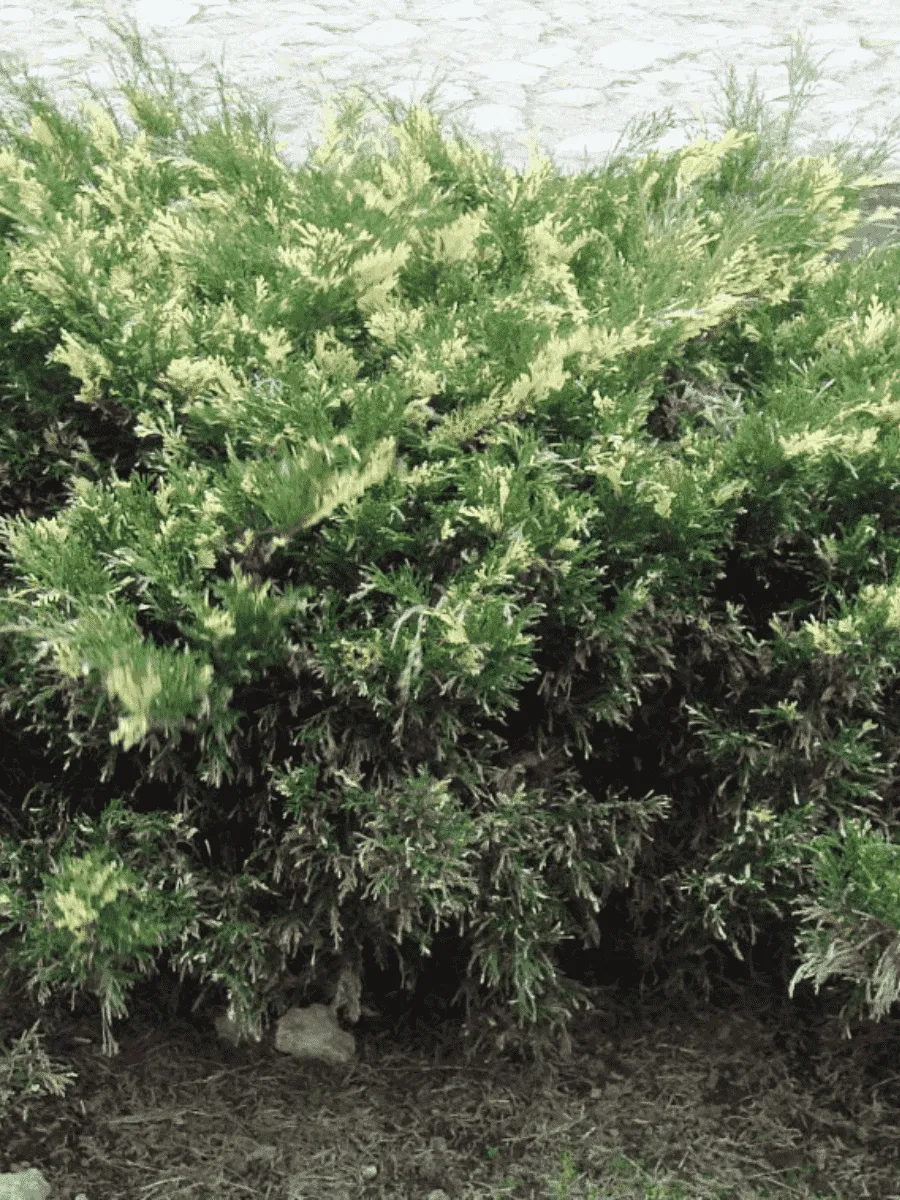 Можжевельник казацкий  Variegata Можжевельник казацкий  Variegata