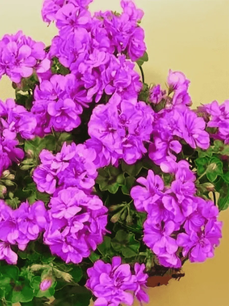 Пеларгония плющелистная Toscana Medio Amethyst (Marlen) Пеларгония плющелистная Toscana Medio Amethyst (Marlen)