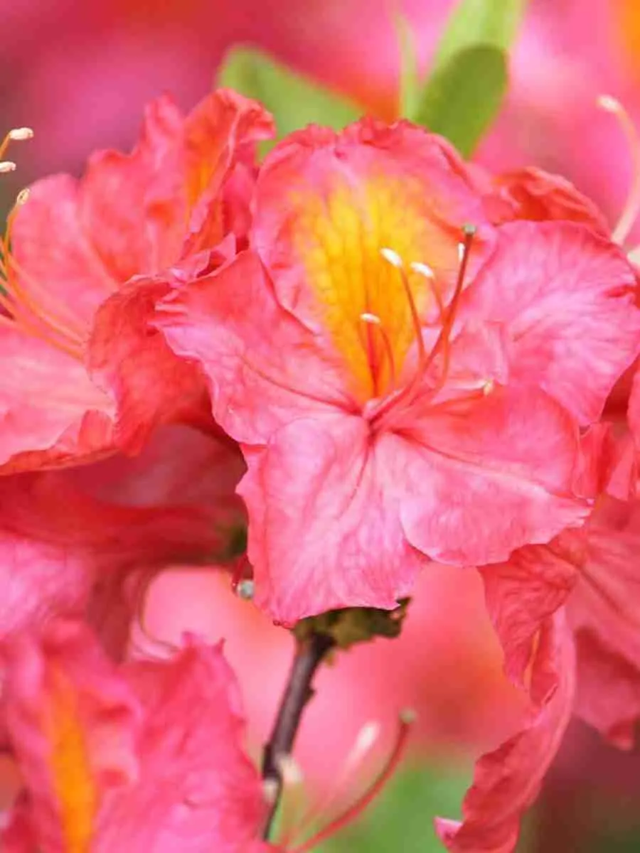 Азалия крупноцветковая Juanita Азалия крупноцветковая Juanita