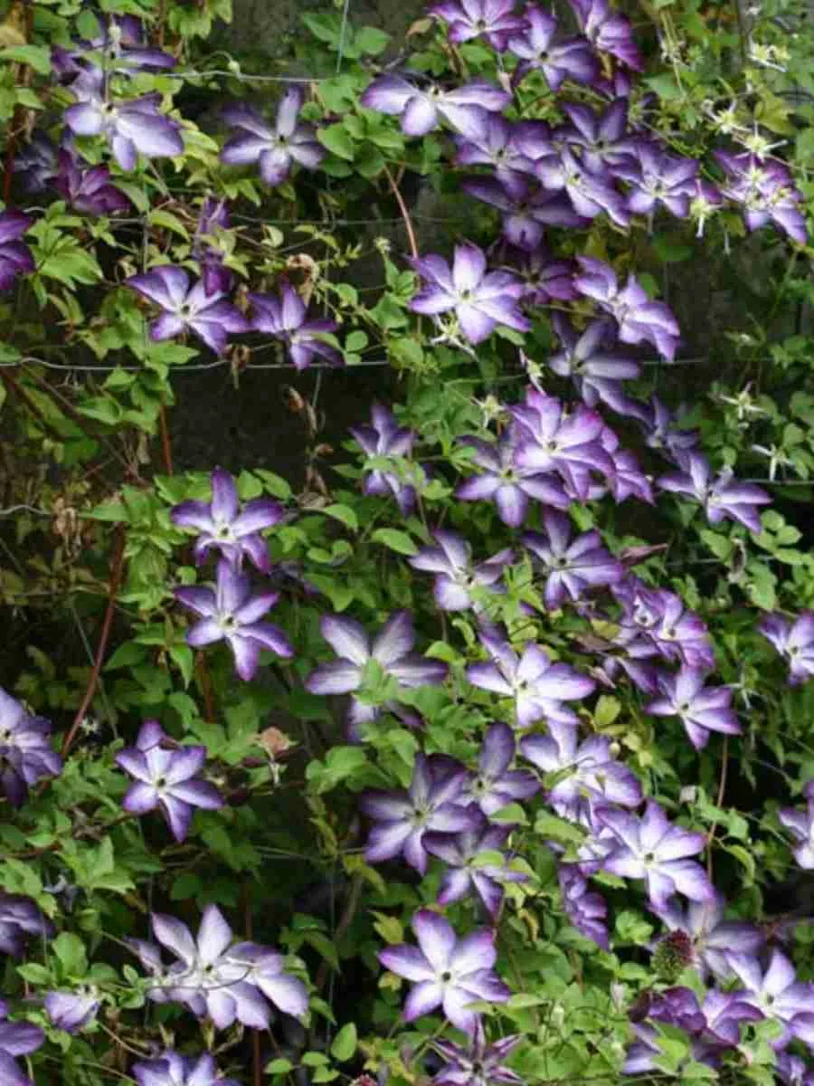 Клематис Venosa Violacea