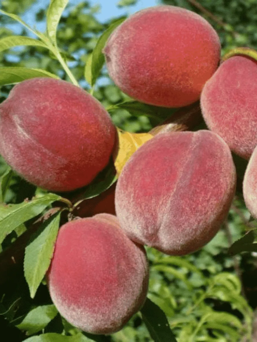 Персик Фаворит Мореттини Персик Фаворит Мореттини