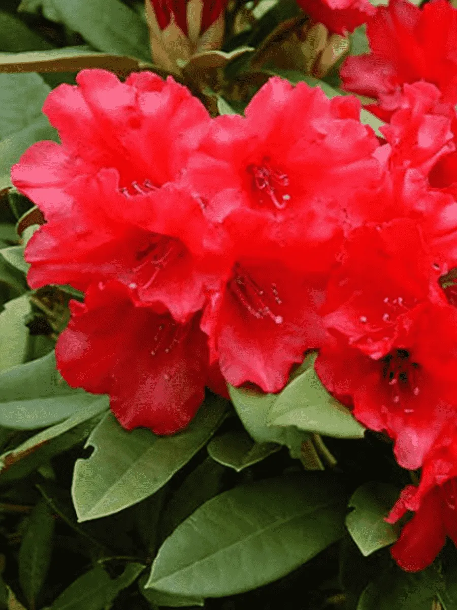 Рододендрон гибридный Tarragona