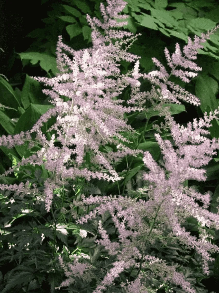 Астильба простолистная Hennie Graafland Астильба простолистная Hennie Graafland