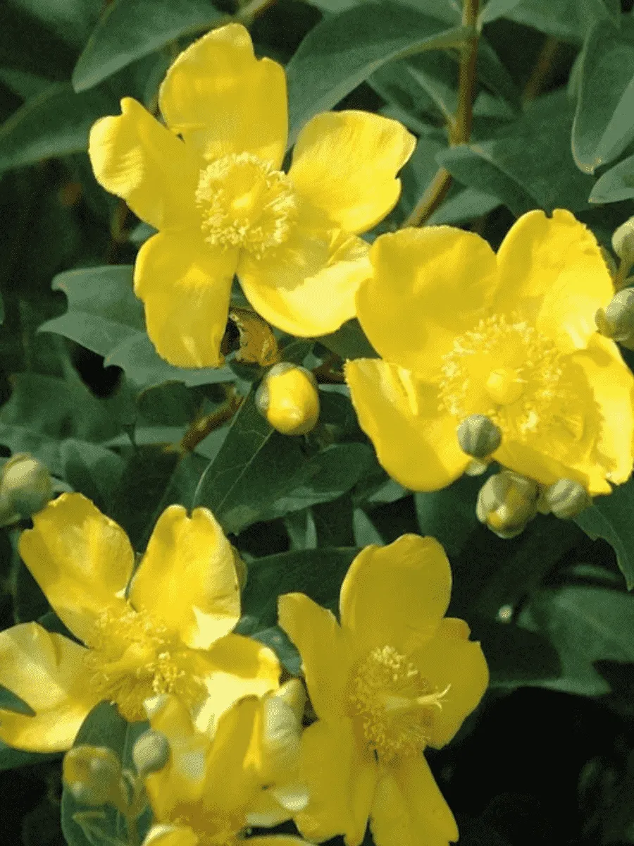 Зверобой Даммера Peter Dummer