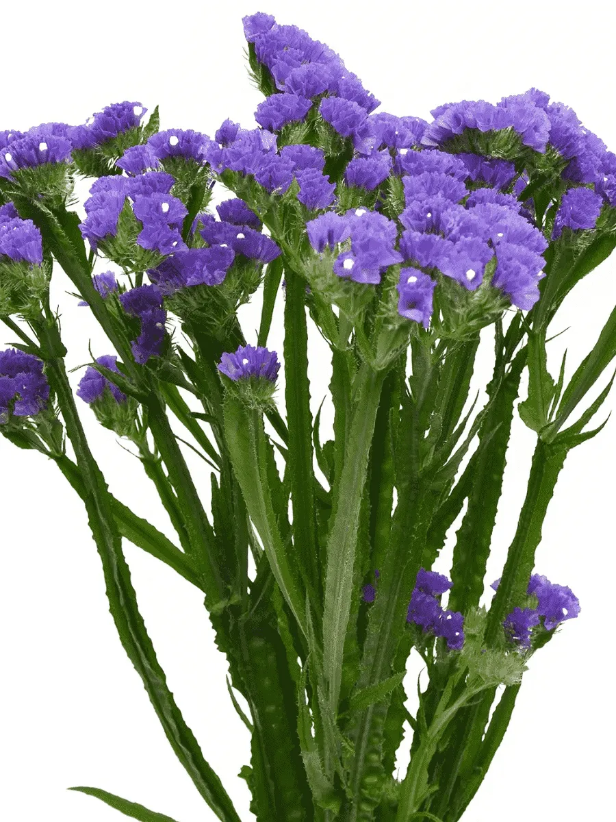 Лимониум Hipster Blue Лимониум Hipster Blue