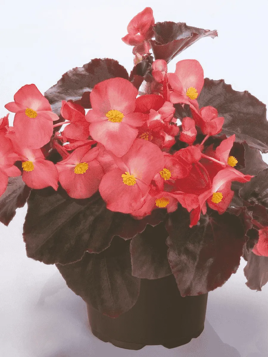 Бегония Big Pink Bronze Leaf