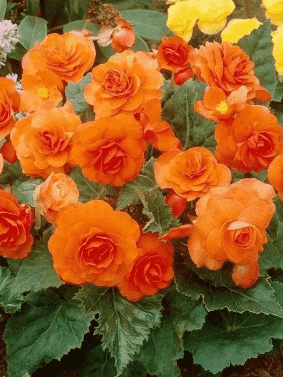 Бегония Double Orange Бегония Double Orange