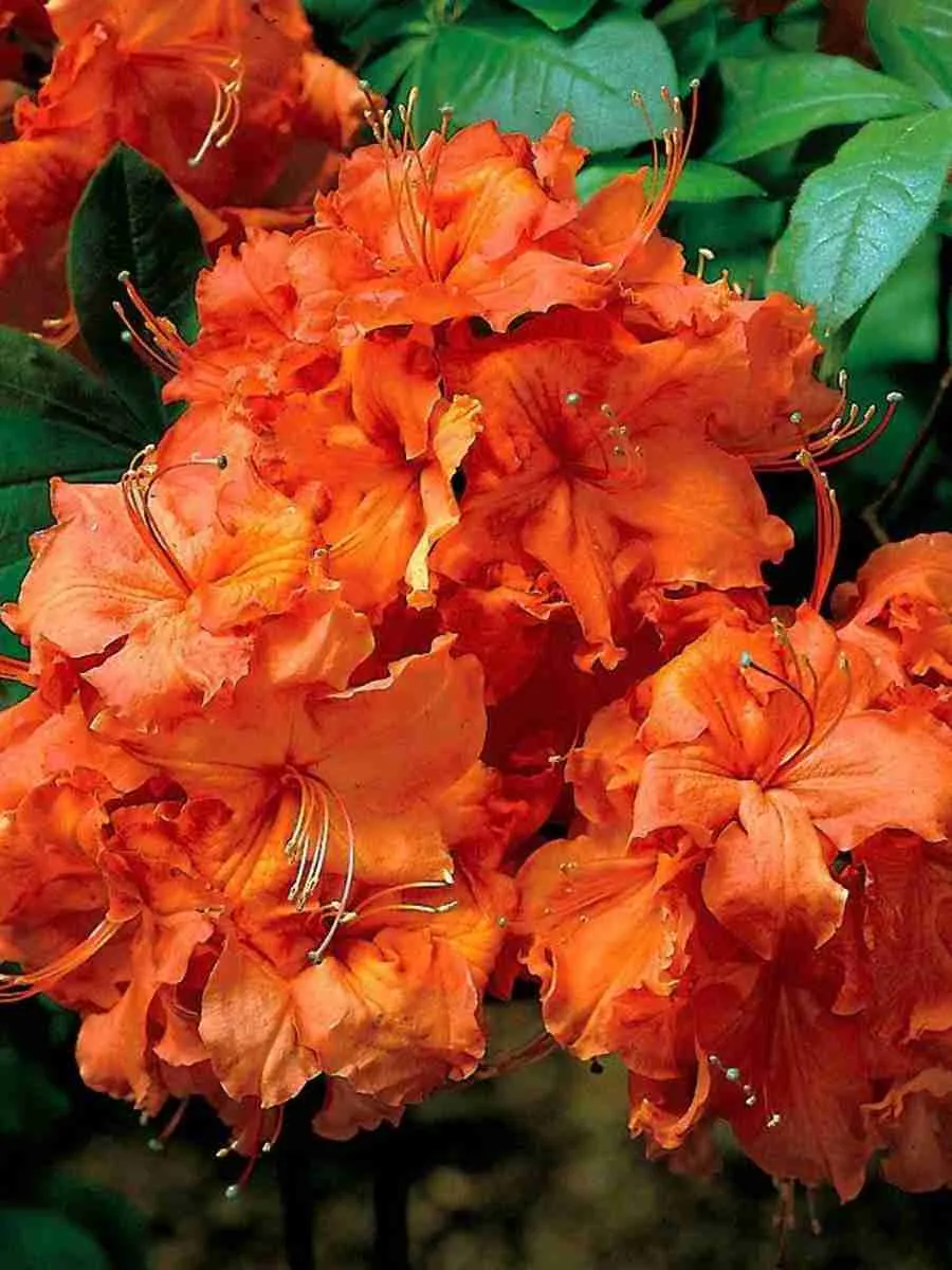 Азалия крупноцветковая Gibraltar Азалия крупноцветковая Gibraltar