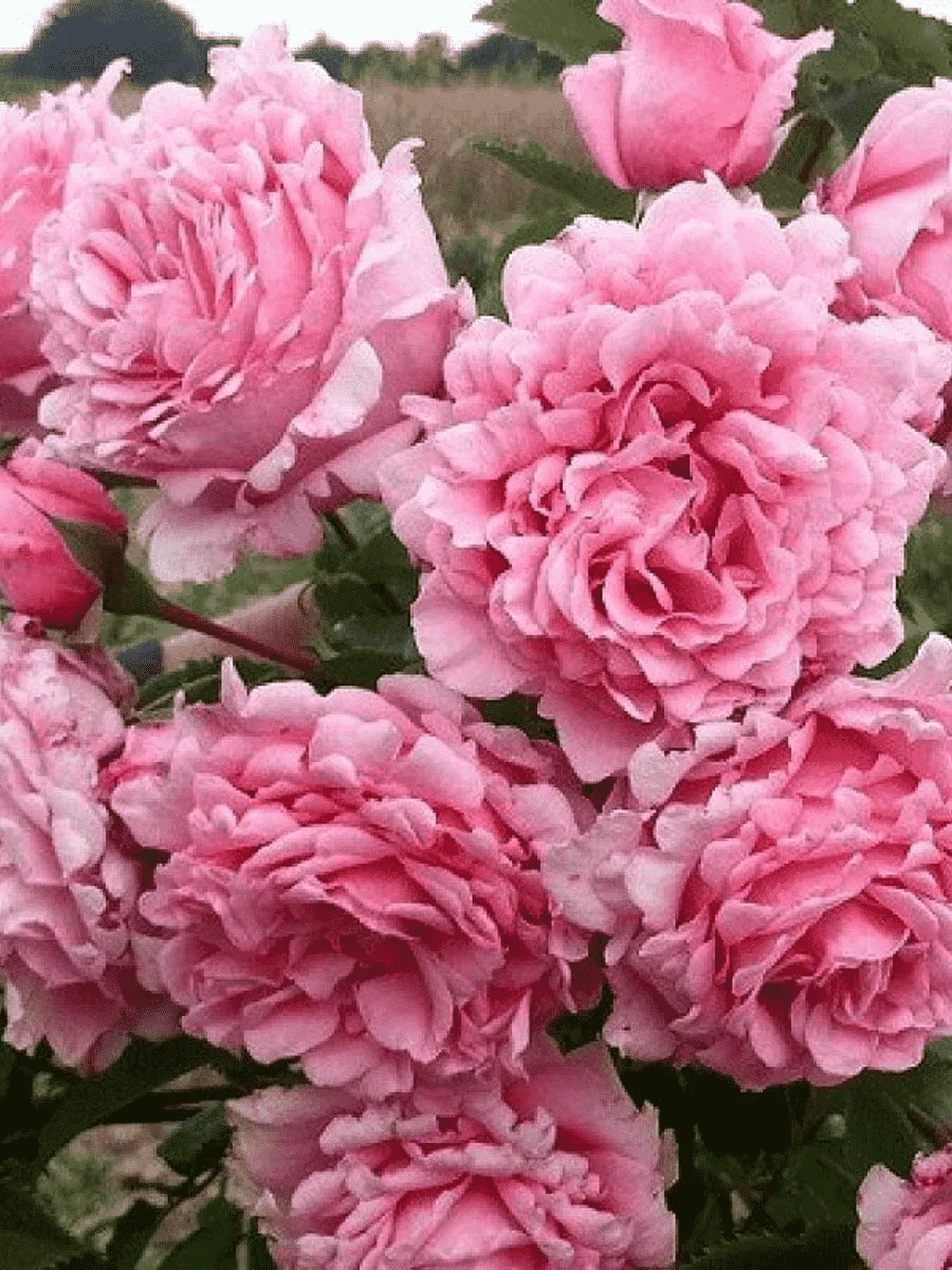 Роза плетистая Bienvenue