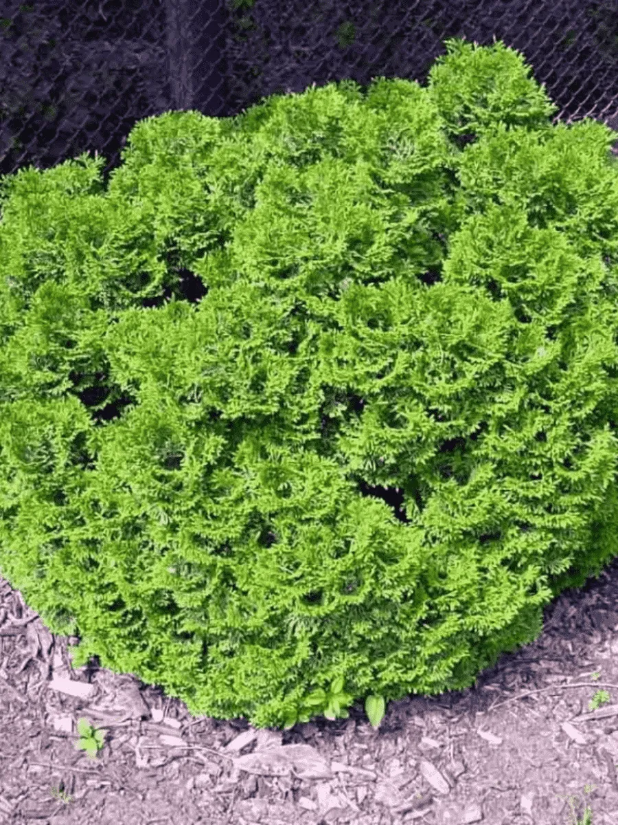 Туя западная Grune Kugel Туя западная Grune Kugel