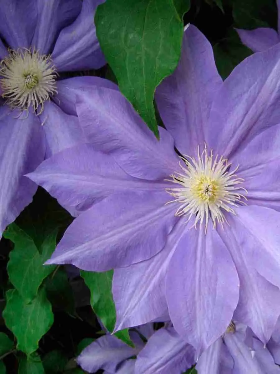 Клематис гибридный H.F. Young