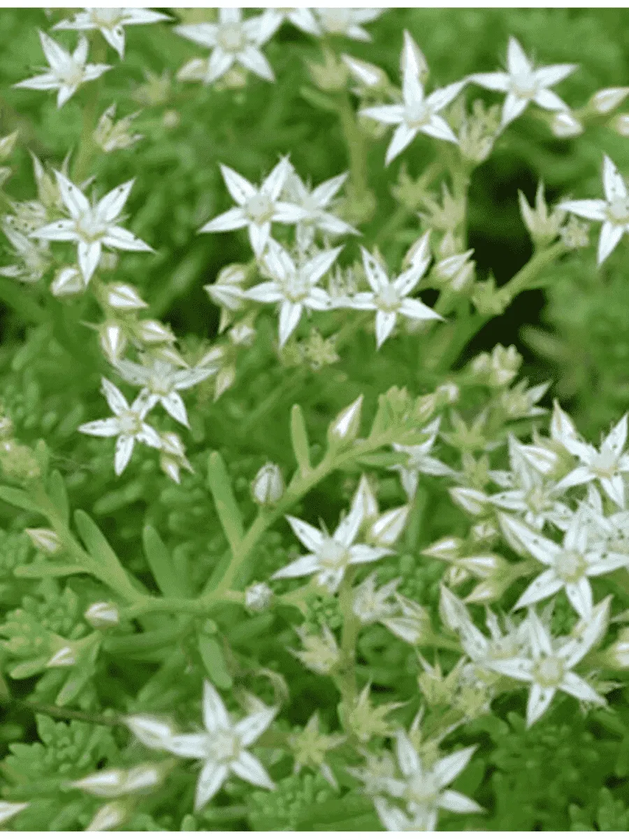 Очиток едкий Oktober fest