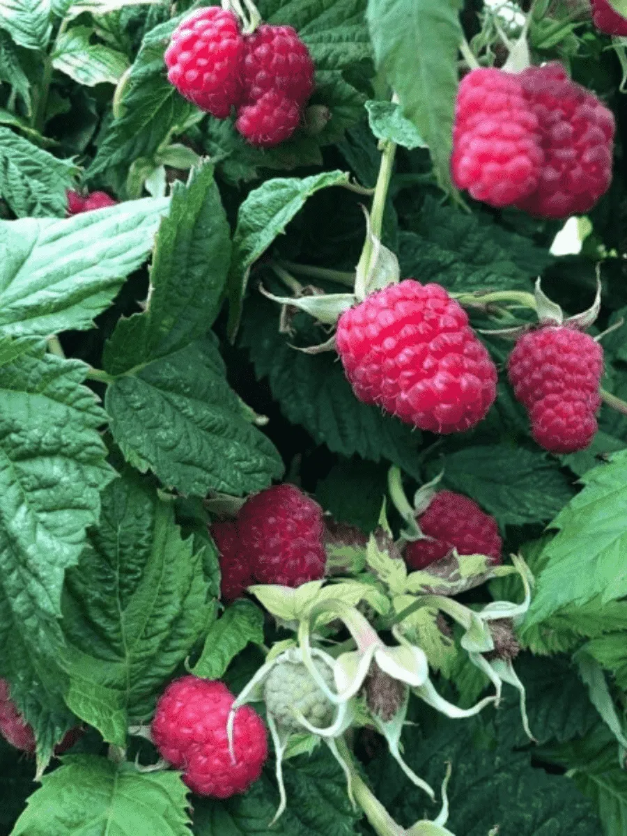 Малина обыкновенная Исполин