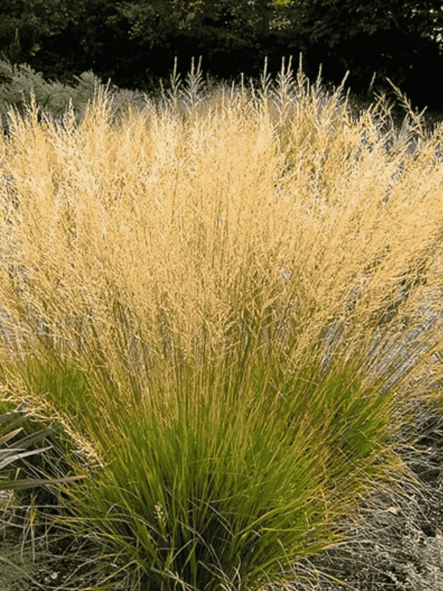 Молиния тростниковая Windsaule