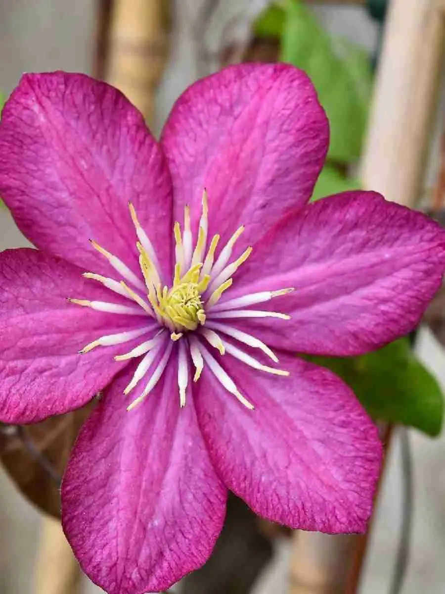 Клематис Change of Heart