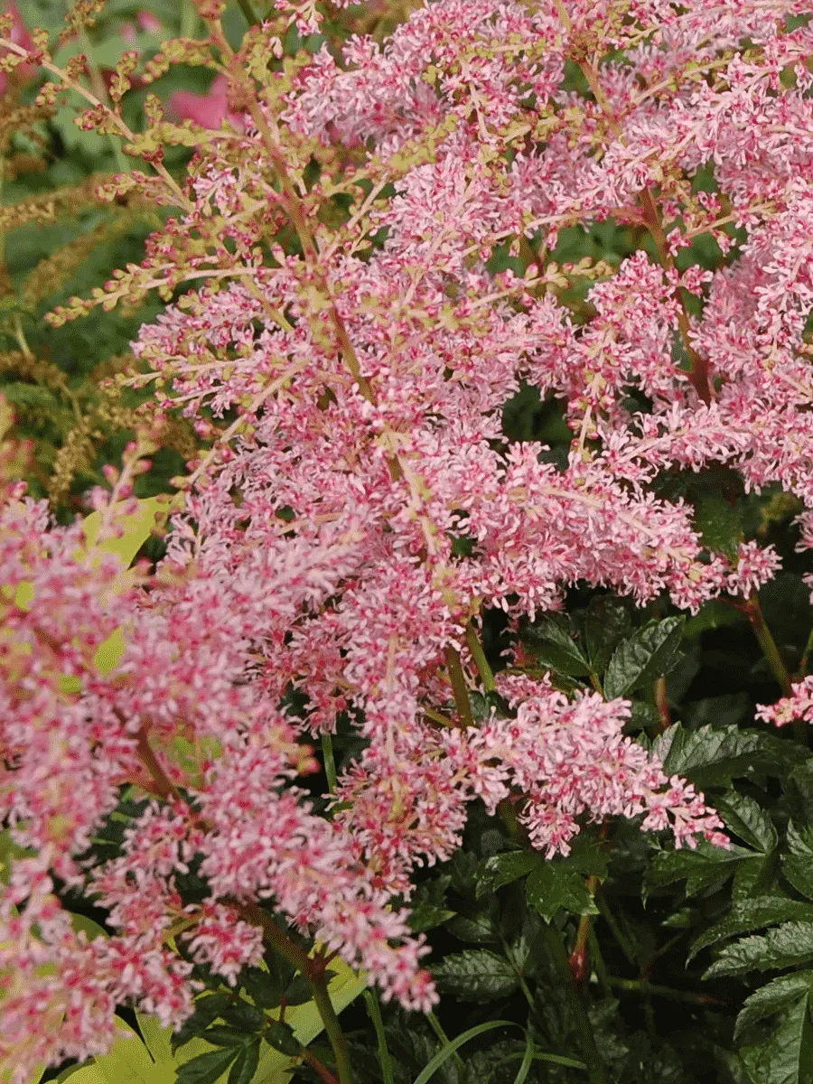 Астильба Арендса Flamingo