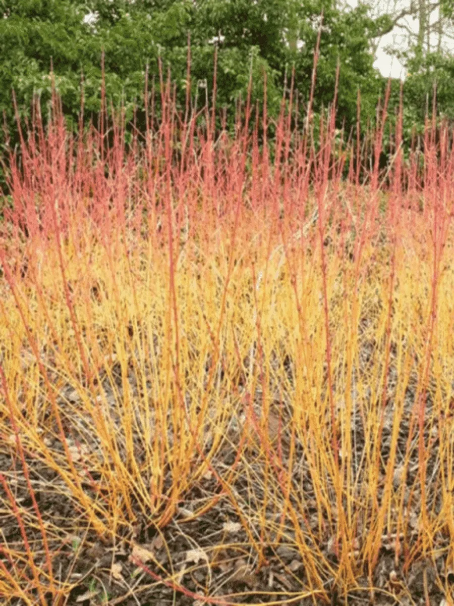 Дерен кроваво-красный Winter Beauty Дерен кроваво-красный Winter Beauty