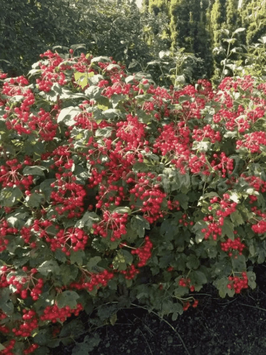 Калина съедобная Nanum Калина съедобная Nanum