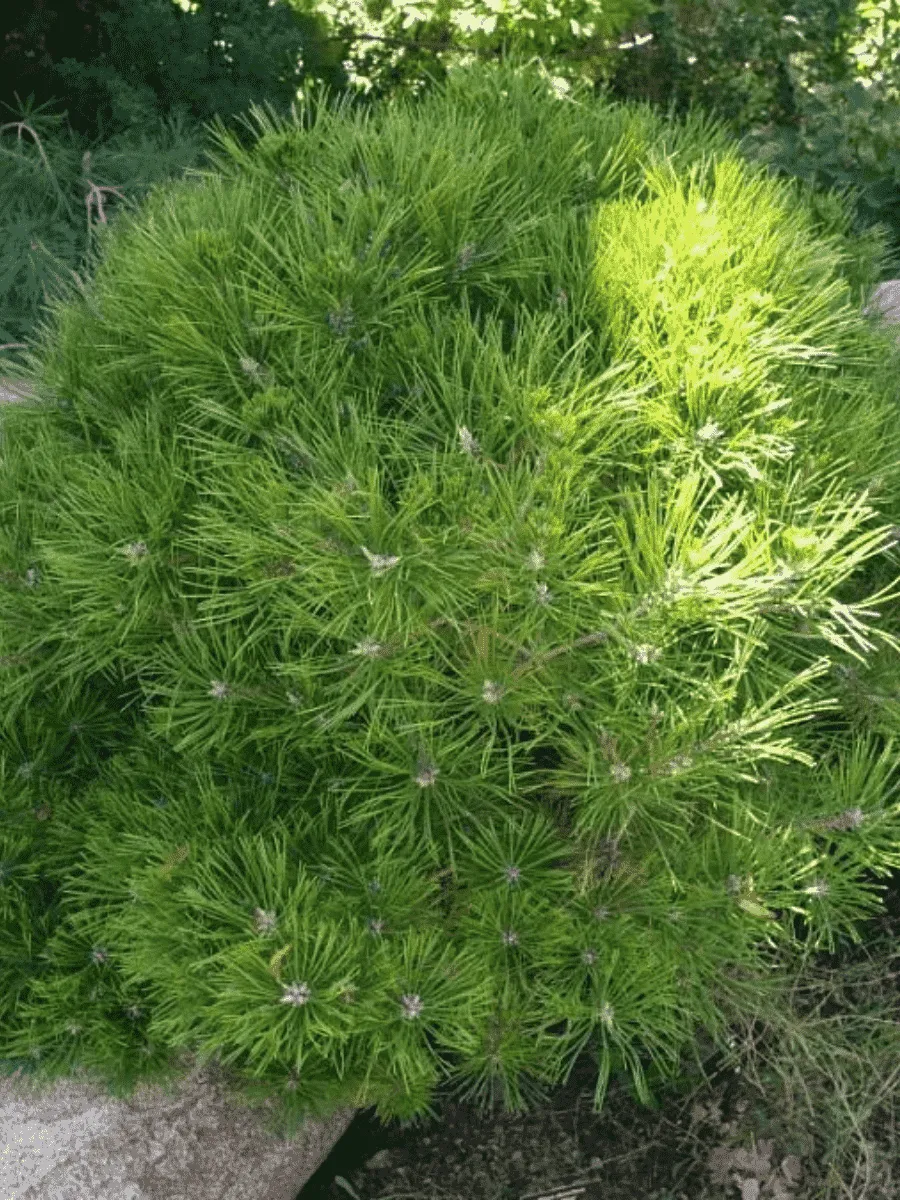 Сосна густоцветная Low Glow Сосна густоцветная Low Glow