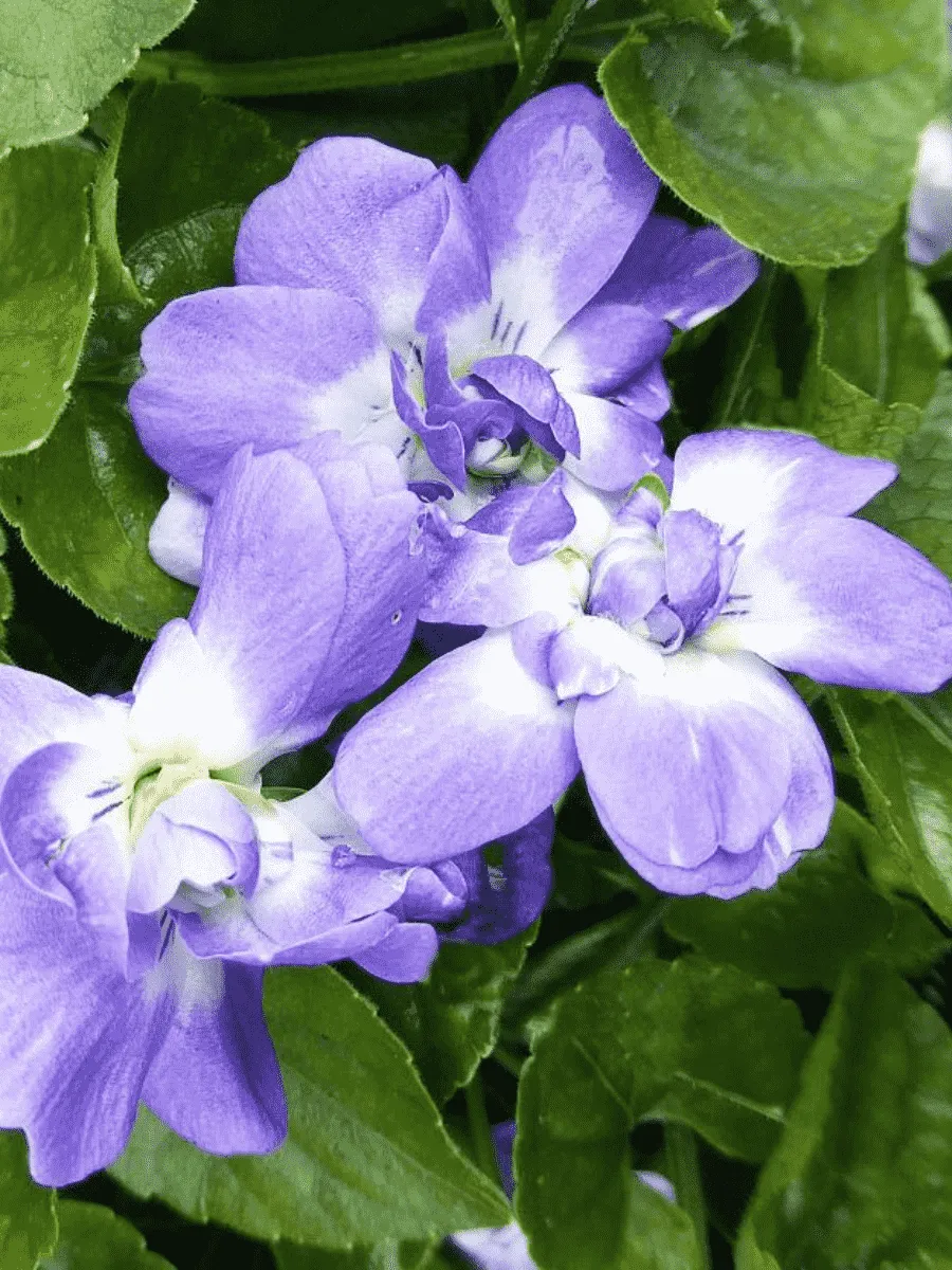 Виола душистая  Duchesse de Parme