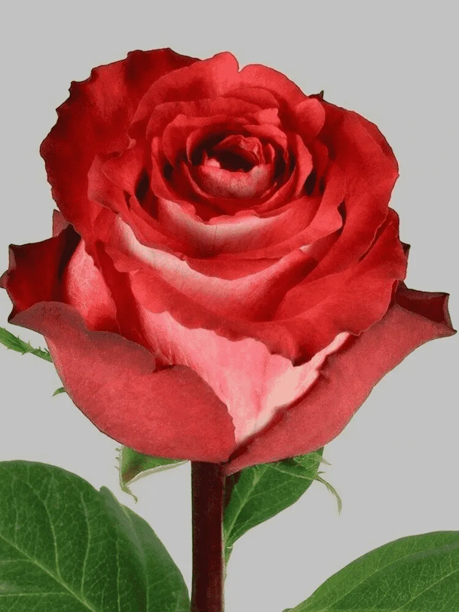 Роза чайно-гибридная Iguazu