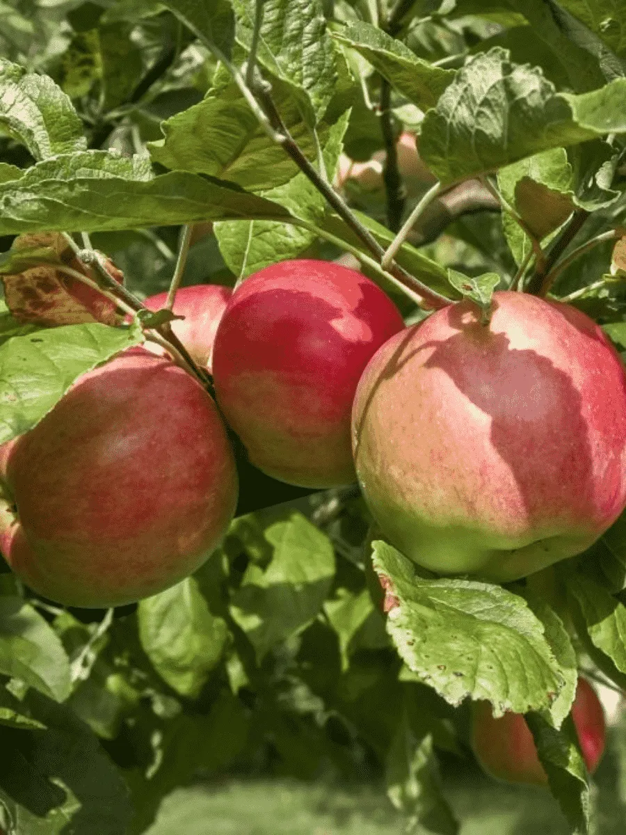 Яблоня Жигулевское