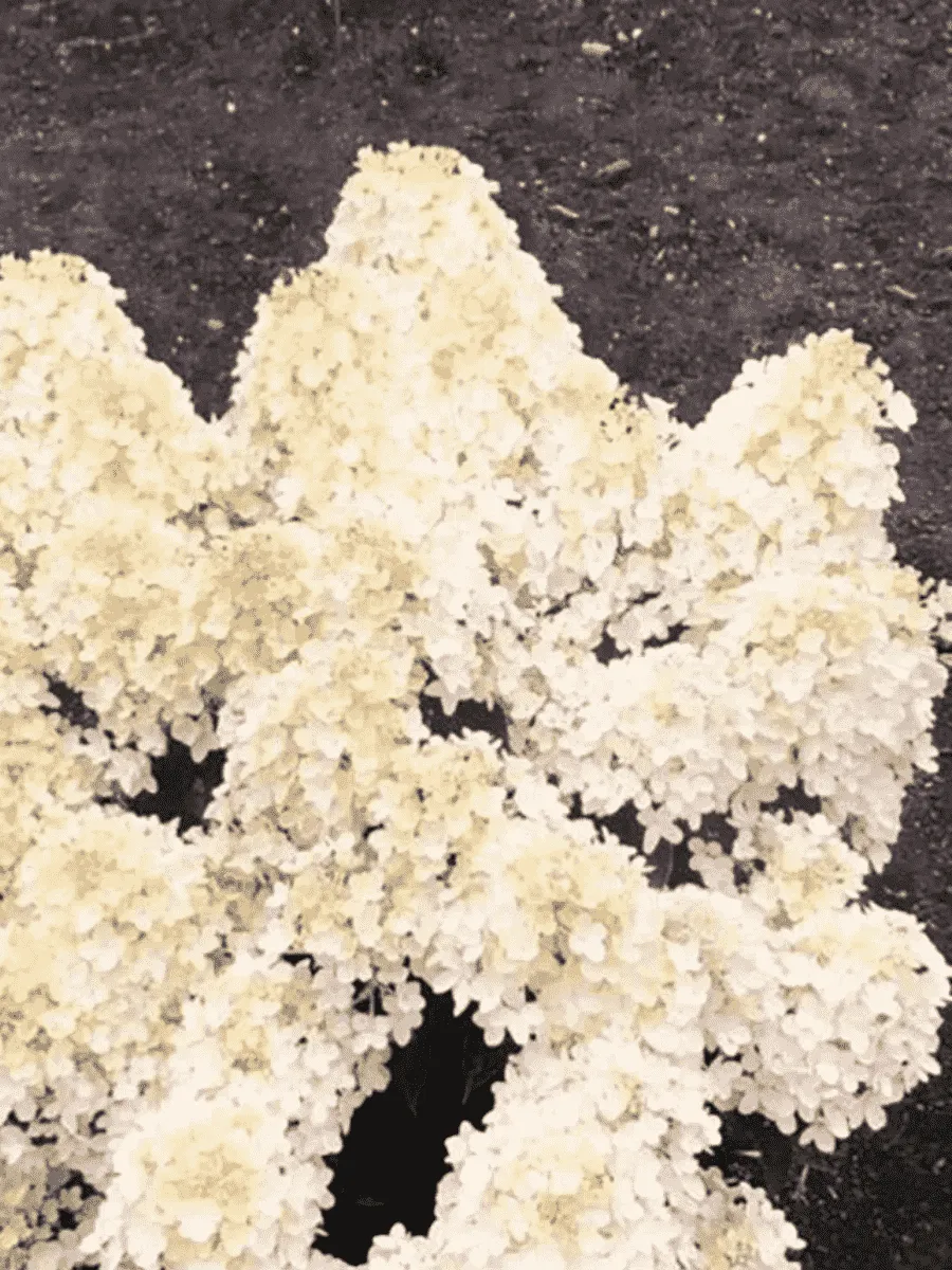 Гортензия метельчатая Milk and honey