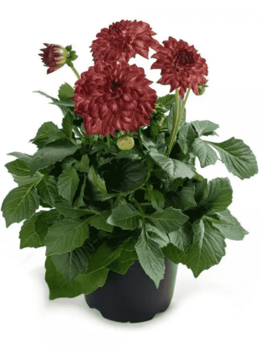 Георгин Dahlietta Surprise Elsa