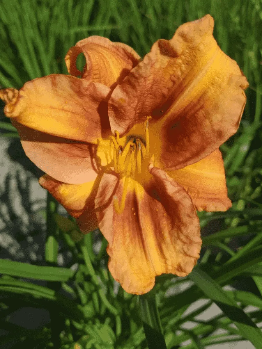 Лилейник EveryDaylily Bronze Лилейник EveryDaylily Bronze