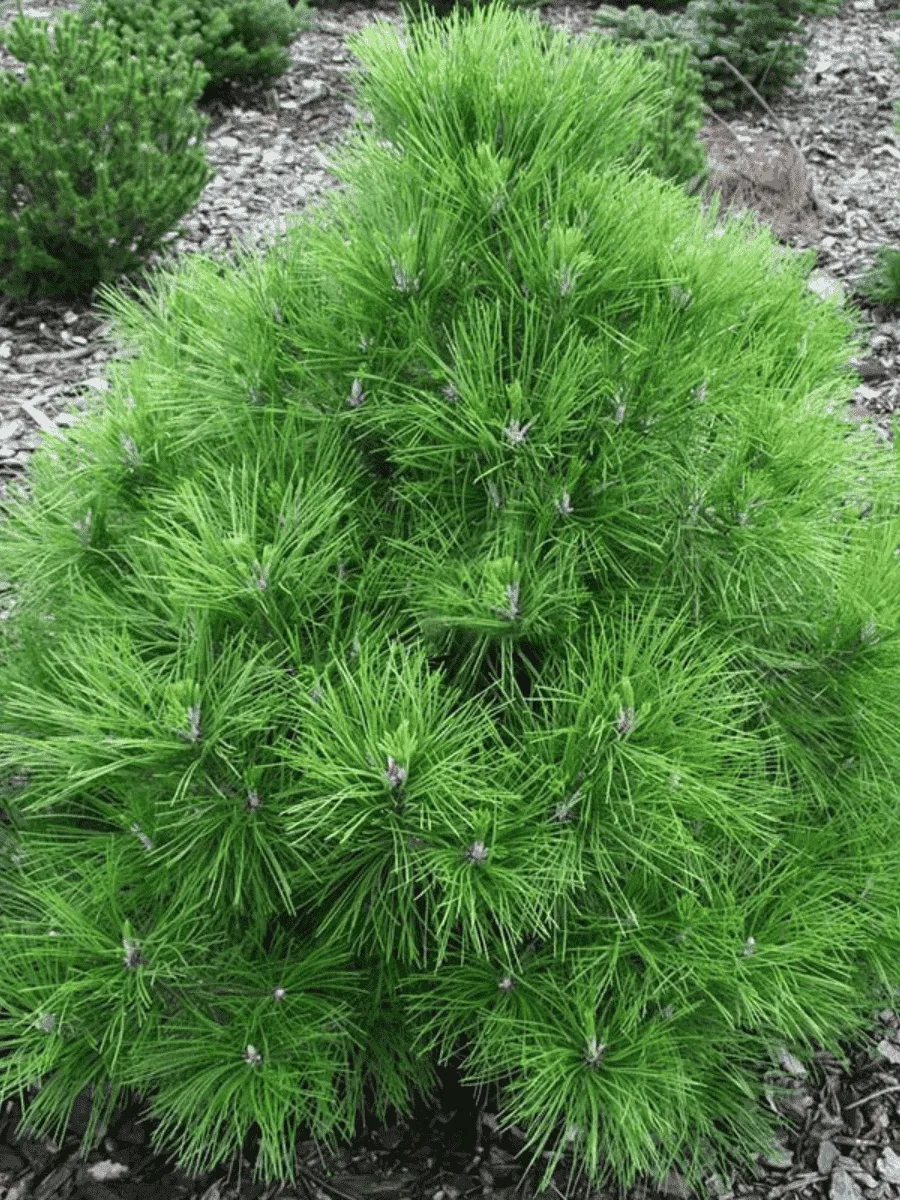 Сосна чёрная Nana Сосна чёрная Nana