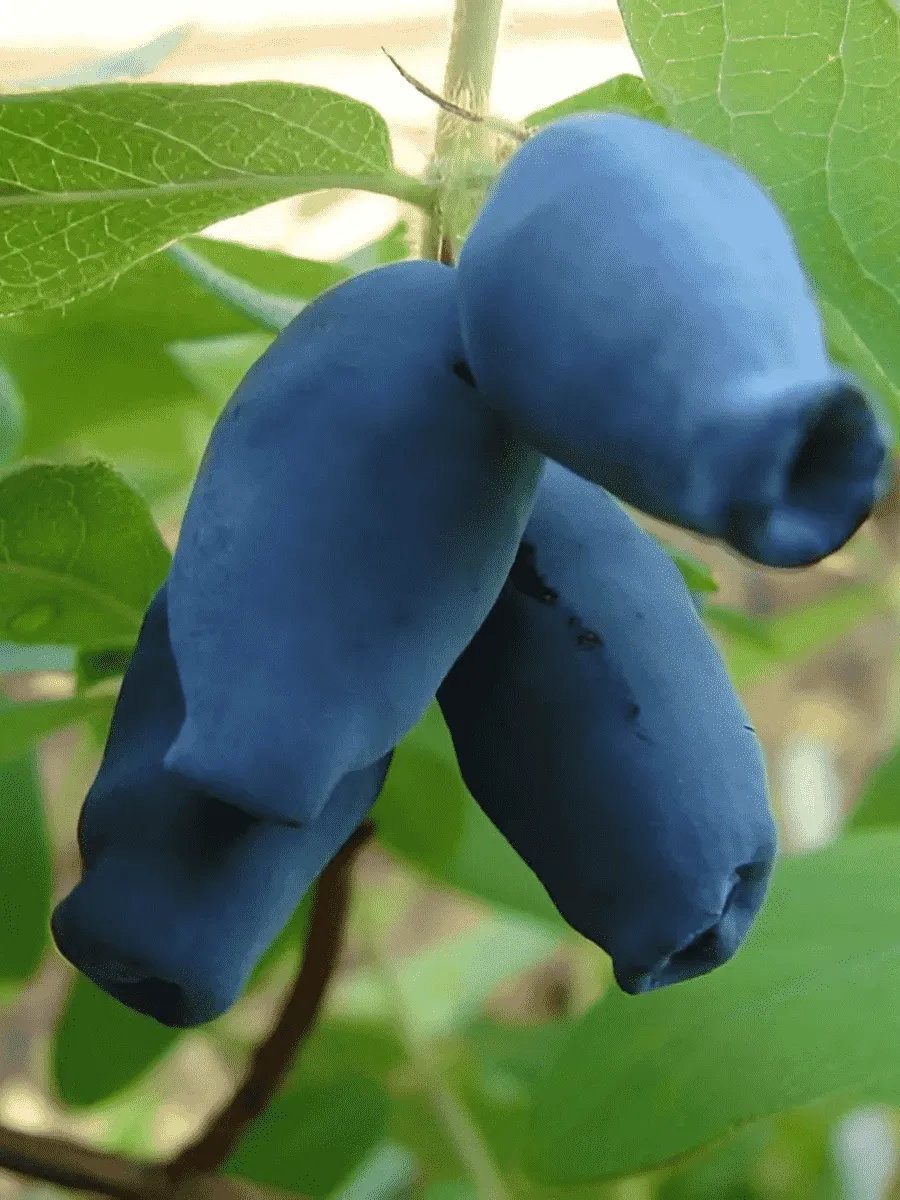 Жимолость плодовая Амфора Жимолость плодовая Амфора