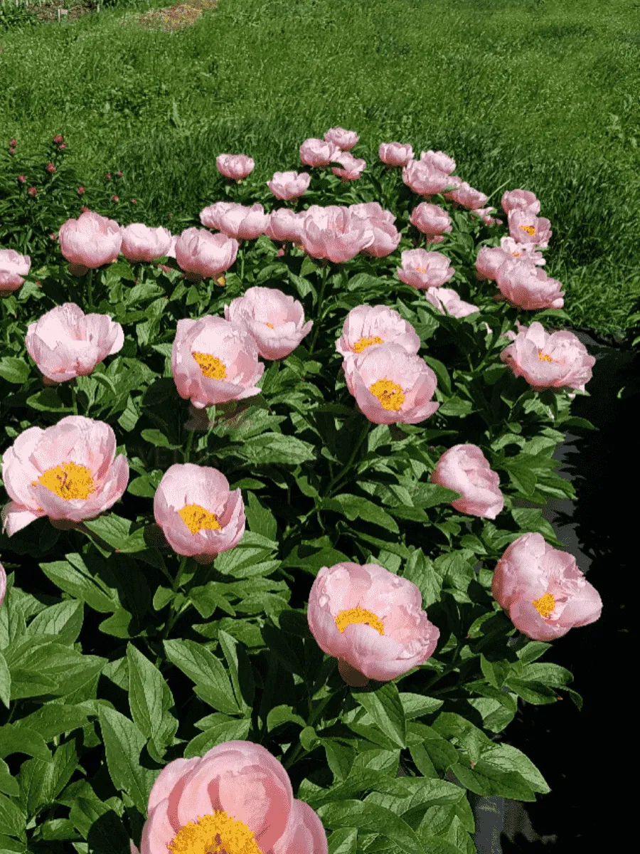 Пион травянистый Soft Salmon Saucer