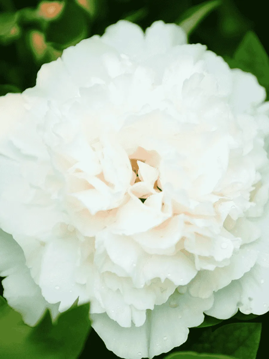 Пион древовидный Xue ta