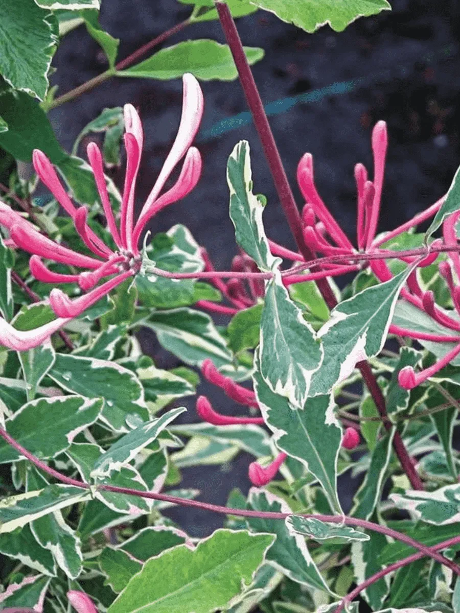 Жимолость вьющаяся HARLEQUIN Sherlite Жимолость вьющаяся HARLEQUIN Sherlite