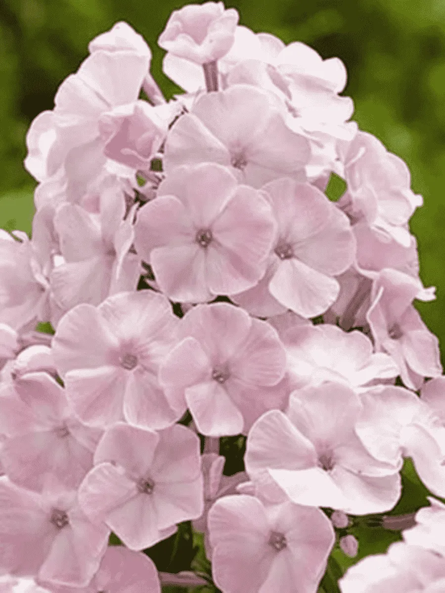 Флокс метельчатый Елена