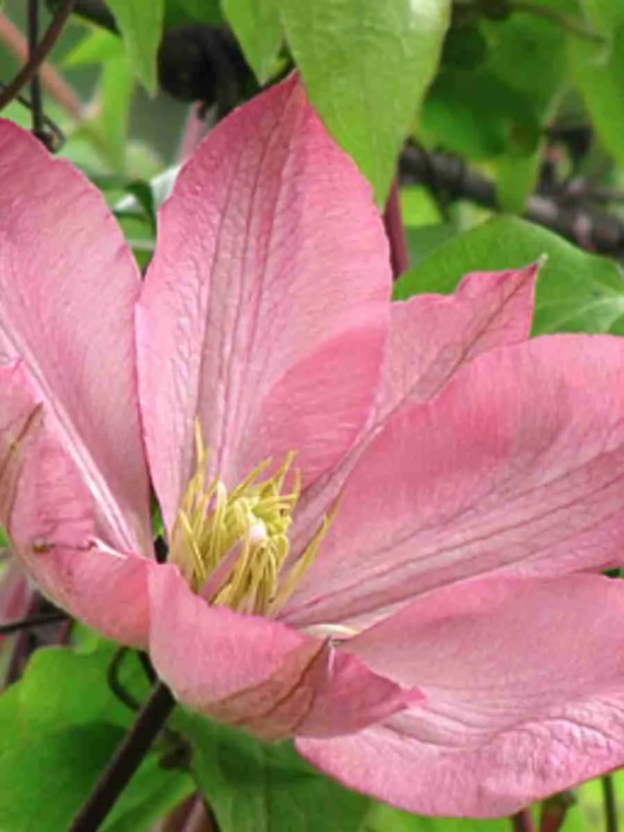 Клематис гибридный Ai-Nor