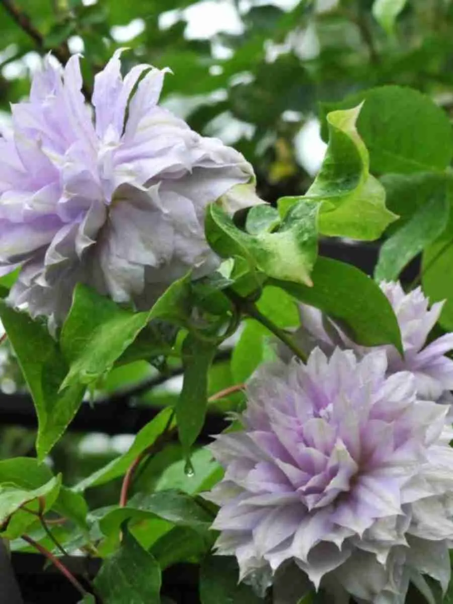 Клематис гибридный Belle of Woking