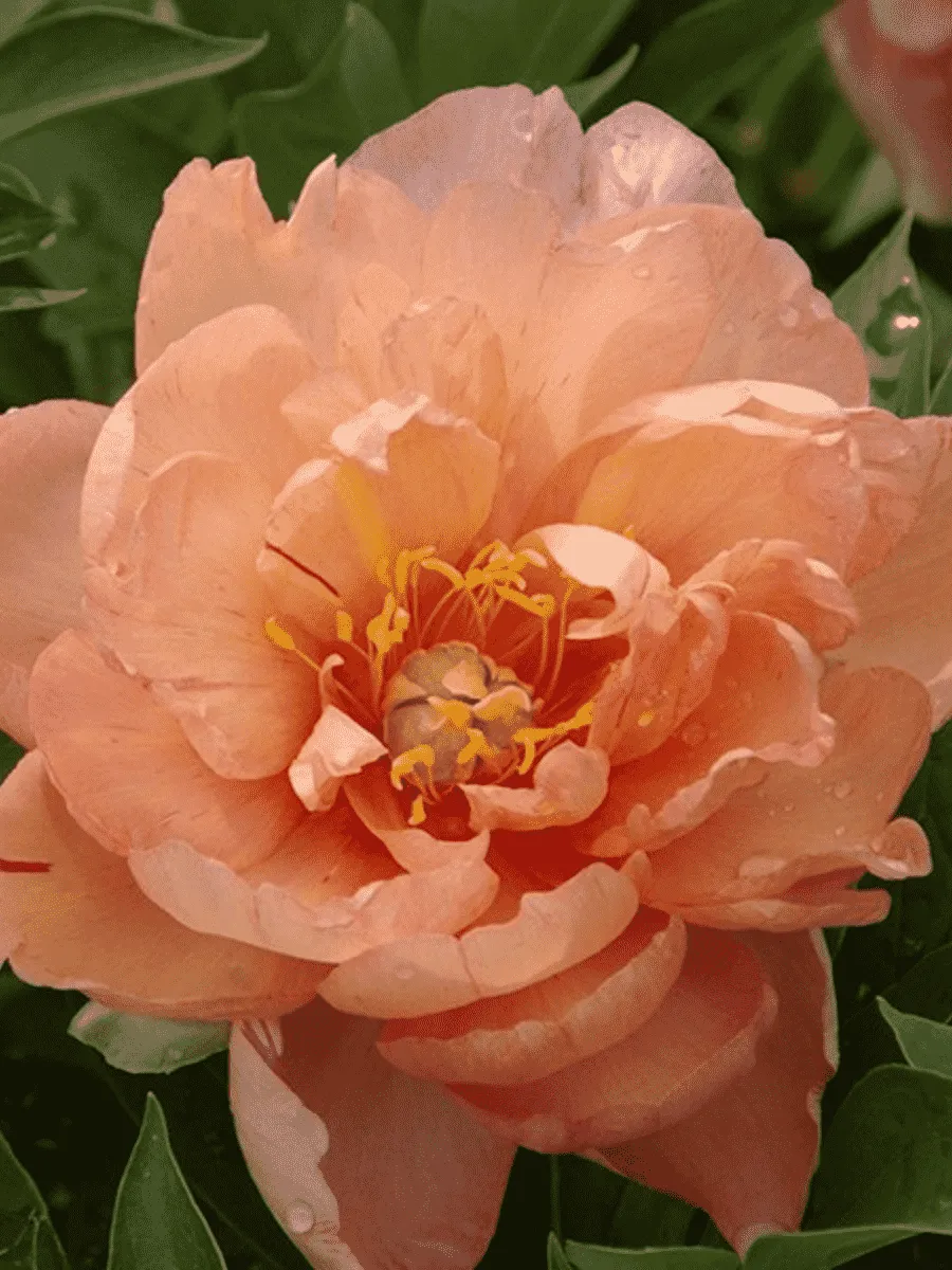 Пион ИТО Singing in the Rain