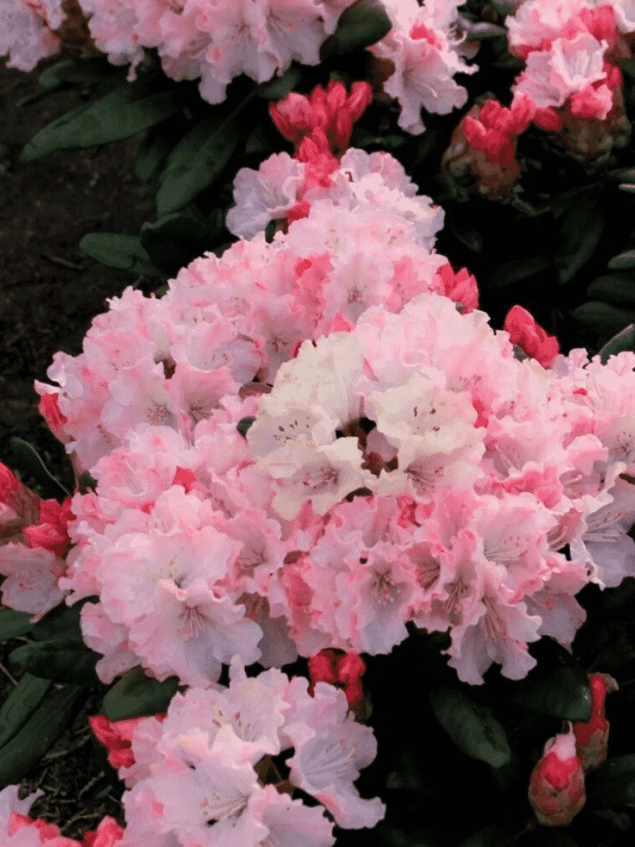 Рододендрон гибридный Wladyslaw Lokietek