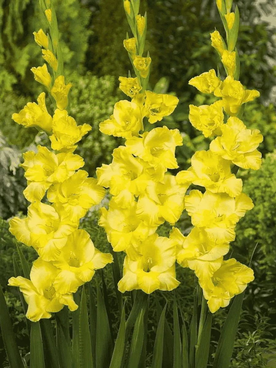 Гладиолус Limoncello