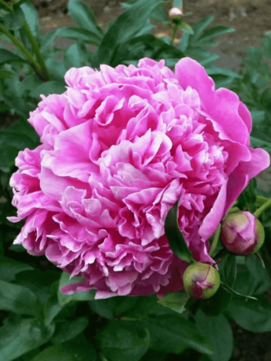 Пион Молочноцветковый Barbara