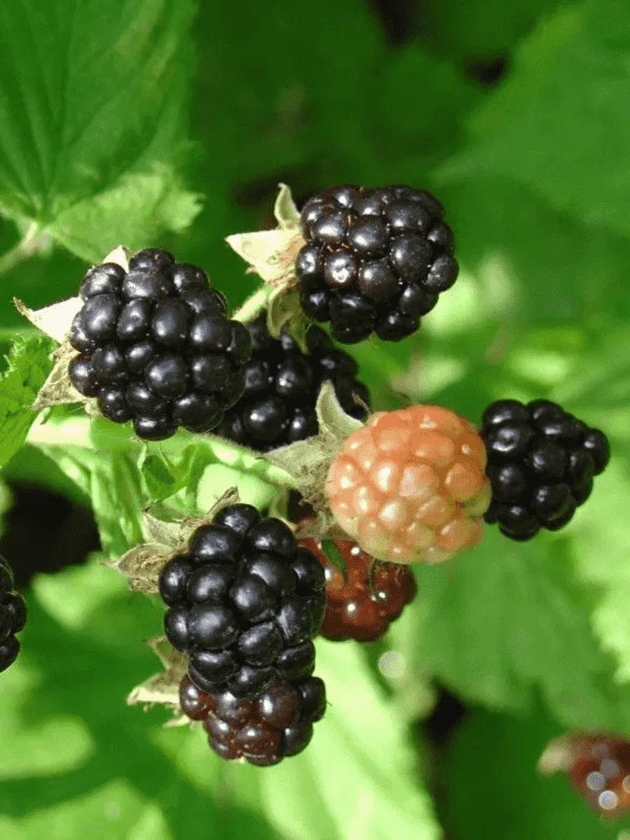 Ежевика садовая Gazda Ежевика садовая Gazda