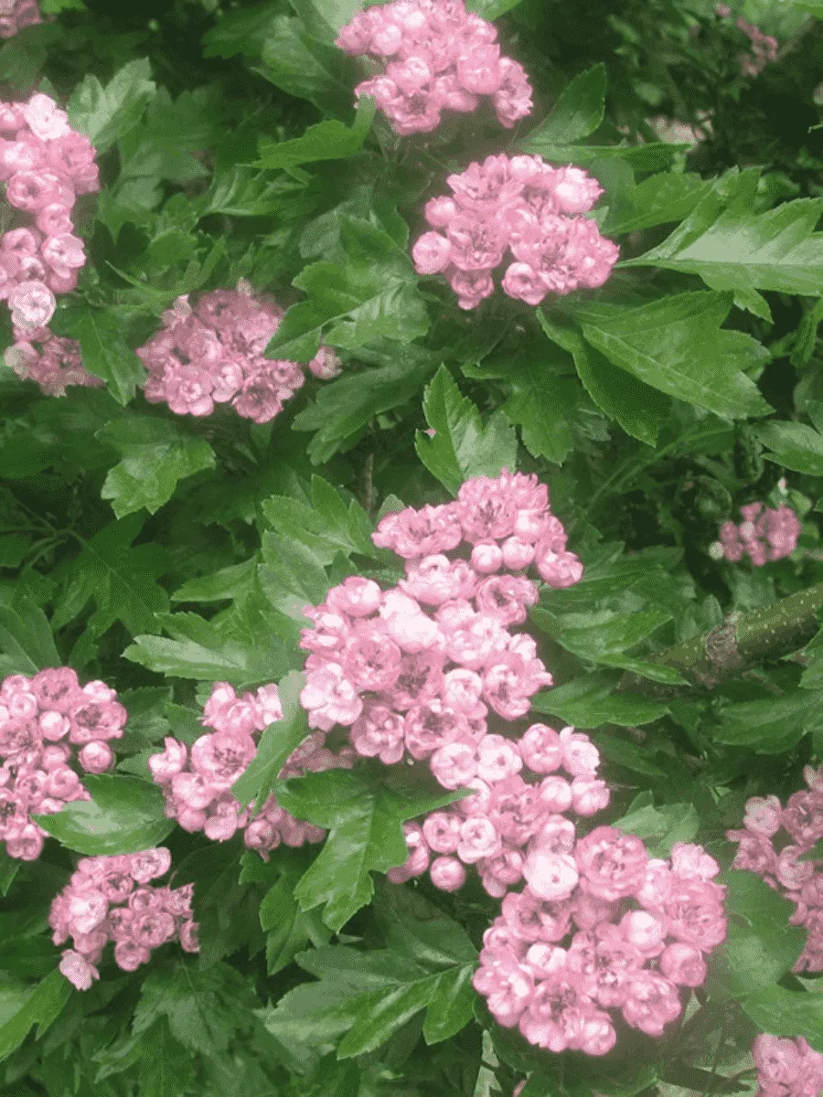 Боярышник Toba