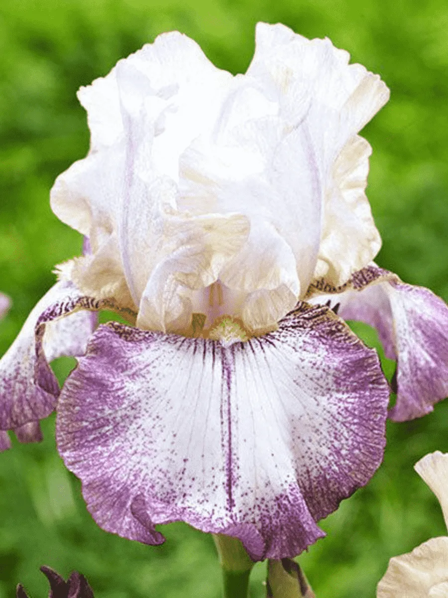 Ирис германский Lucky Locket