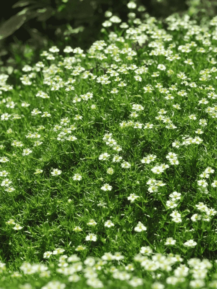 Мшанка шиловидная Мшанка шиловидная