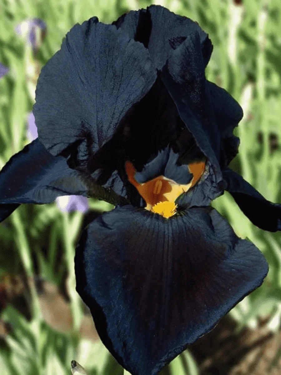 Ирис германский Black Knight