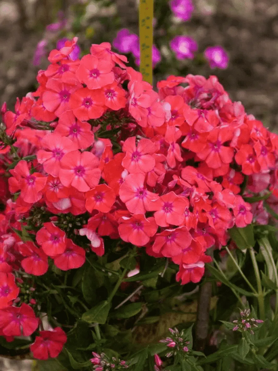 Флокс метельчатый Фойербаль