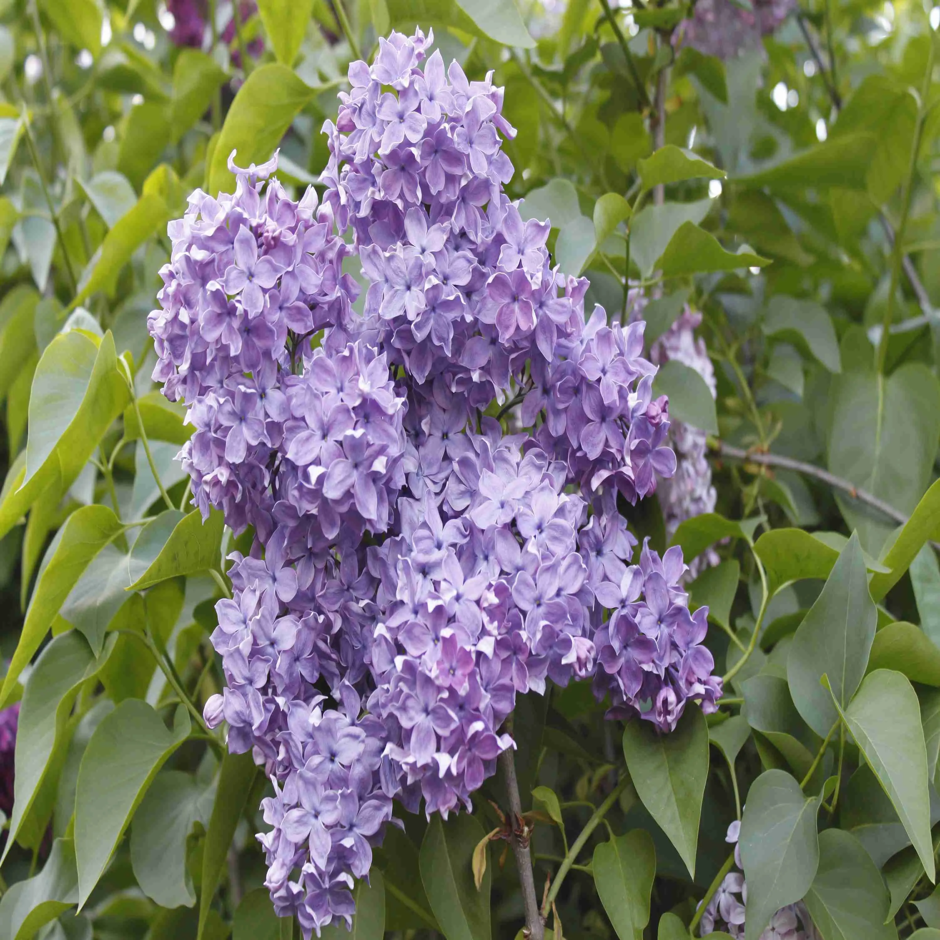 Сирень обыкновенная Сергей Рахманинов Сирень обыкновенная Сергей Рахманинов