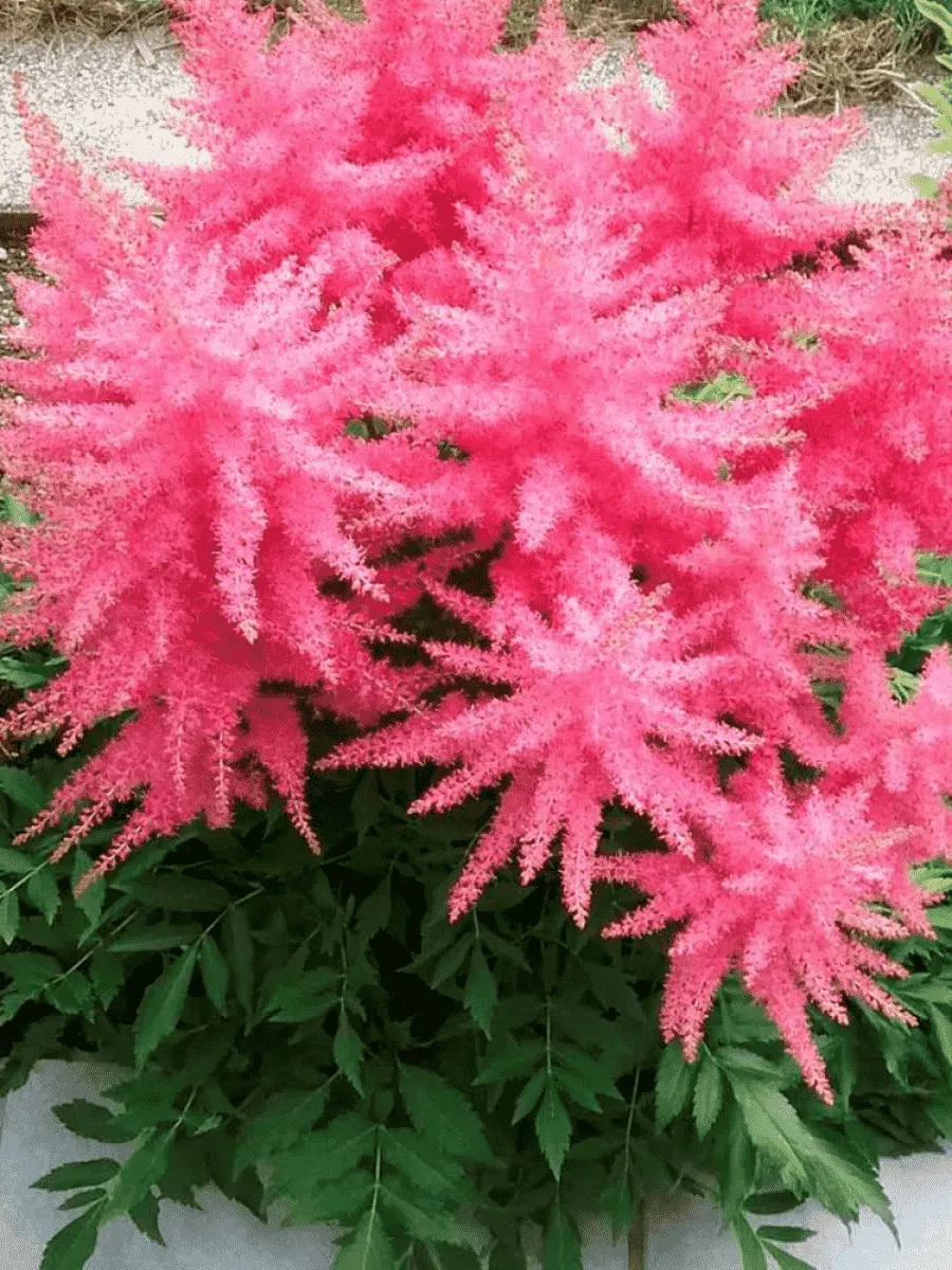 Астильба гибридная Younique Cerise Астильба гибридная Younique Cerise