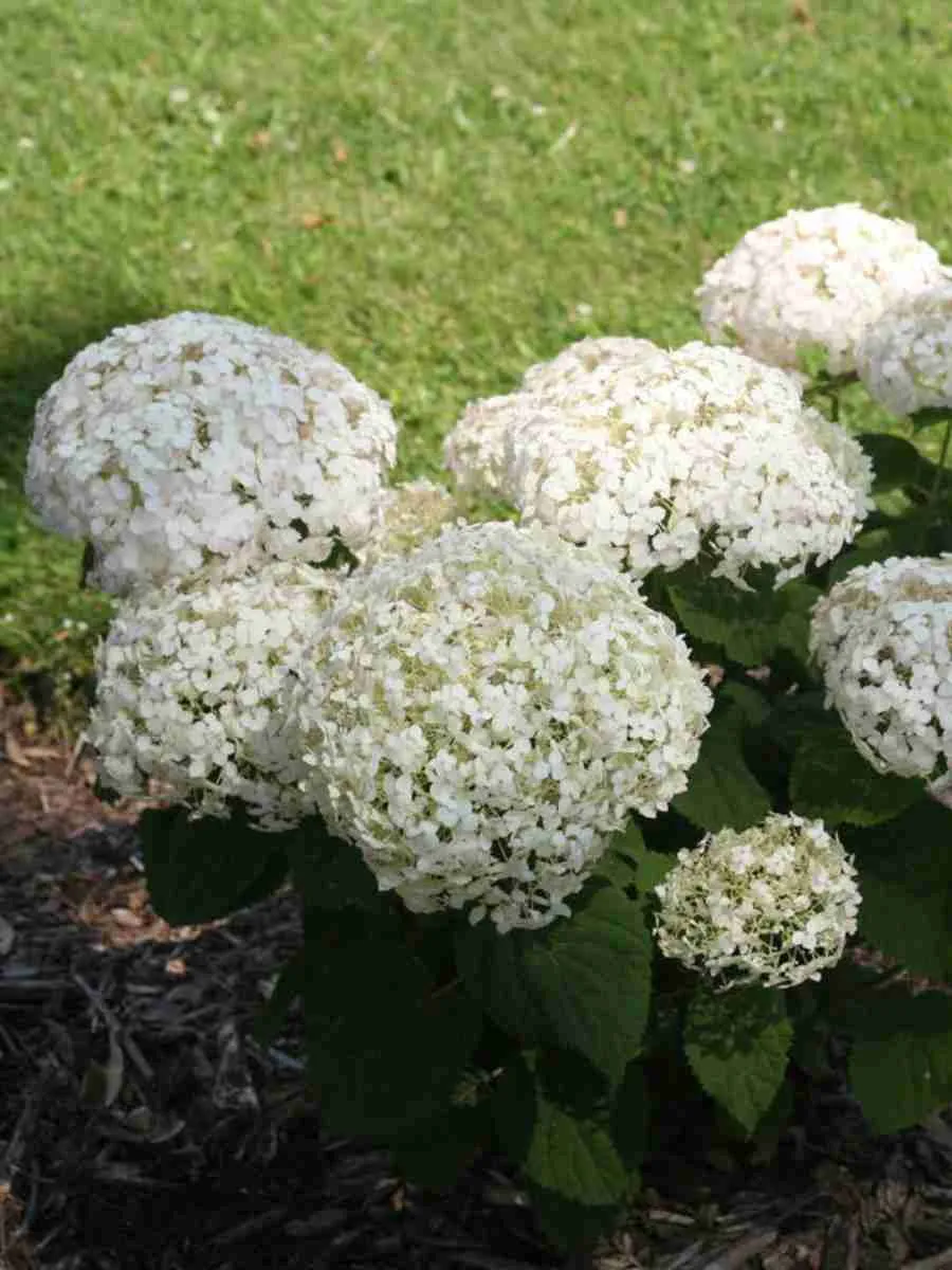 Гортензия древовидная White ball